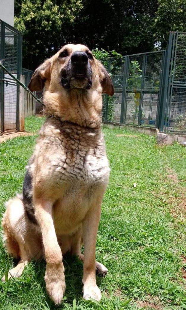 #PraCegoVer: Fotografia do cachorro Joaquim, ele tem a cor caramelo, está em sentado em um grande gramado. Ele olha fixamente para a câmera.